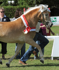 Anais von Alabaster Siegerstute 2010 - vergrern