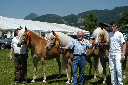 Haflinger Weltausstellung 2005