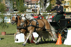 Amiro Europachampionat