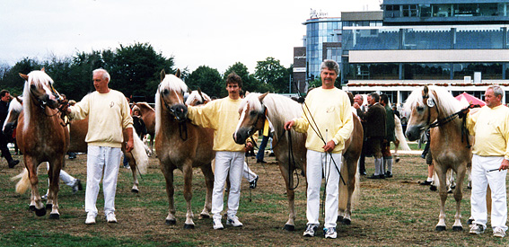 Nachzuchtsammlung 1999 Hamburg