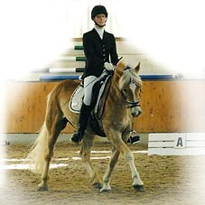 Foto: Haflinger aktuell