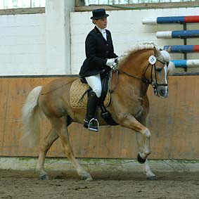 Foto: Haflinger aktuell