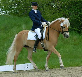 Foto: Haflinger aktuell