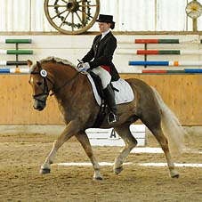 Foto: Haflinger aktuell